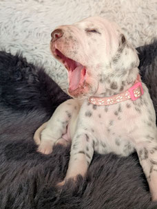 Miss Rosa 02.05.2026
