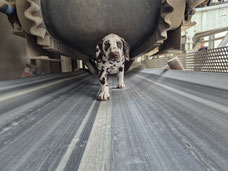 Erstes mal Rettungshundetraining Queenie Jina vom Furlbach...05.07.2026