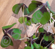 Senga's - Onlineshop für Blachenprodukte