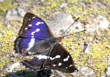 grosser schillerfalter