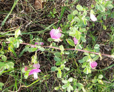 Dornige Hauhechel (ononis spinosa)