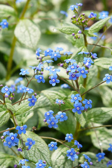 Brunnera macrophylla 'Jack Frost'