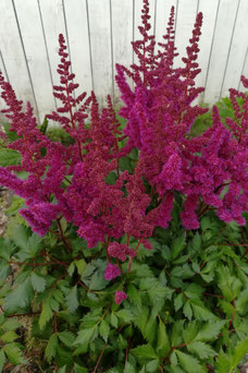 Astilbe chinensis 'Visions'