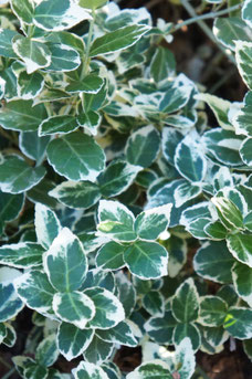 Euonymus fortunei 'Emerald Gaiety'