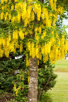 Laburnum watereri 'Vossii'