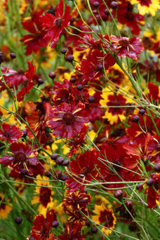 Coreopsis rosea 'Ruby Red'