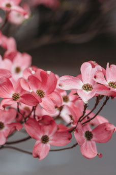 Cornus florida 'Rubra'