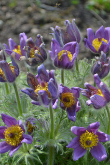 Pulsatilla vulgaris