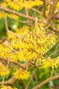 Hamamelis intermedia 'Arnold promise'