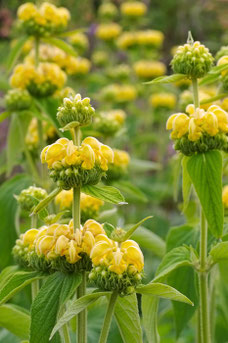 Phlomis russeliana