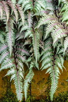 Athyrium niponicum 'Pictum'