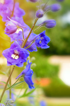 Delphinium 'Völkerfrieden'