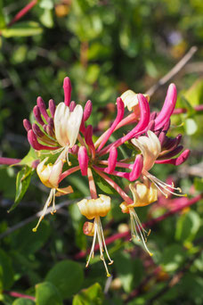 Lonicera periclymenum 'Serotina'