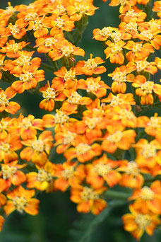 Achillea 'Terracotta'