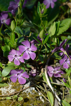 Vinca minor 'Atropurpurea'