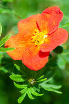 Potentilla fruticosa 'Red Ace'