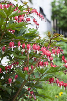 Dicentra spectabilis