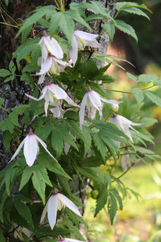 Clematis alpina 'Willy'