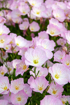 Oenothera speciosa 'Siskiyou'