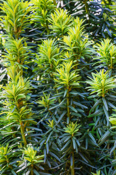 Taxus baccata