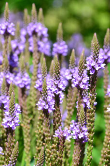 Verbena hastata