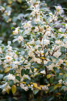 Osmanthus burkwoodii