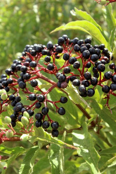 Sambucus nigra