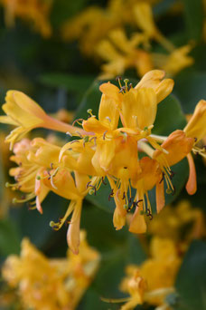 Lonicera tellmanniana