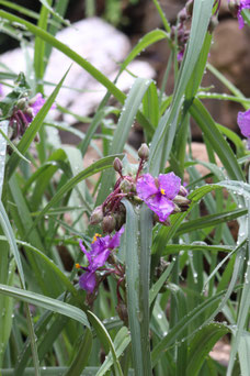 Tradescantia 'Leonora'