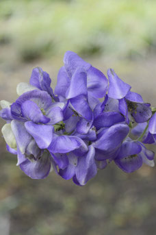 Aconitum carmichaelii