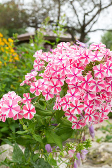 Phlox 'Peppermint Twist'