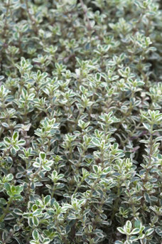 Thymus citriodorus 'Silver Queen'