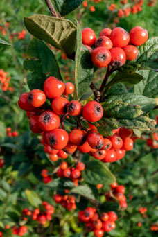 Cotoneaster franchetii