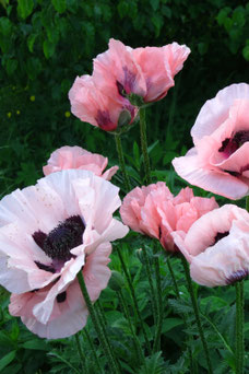 Papaver orientale 'Prinzessin Viktoria Luise'