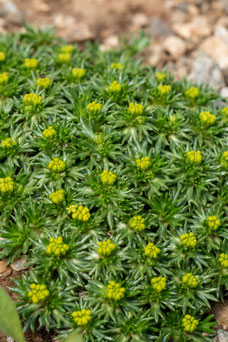 Azorella trifurcata