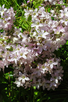 Campanula lactiflora 'Loddon Anna'