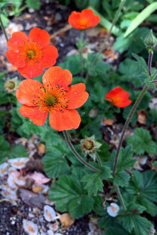 Geum coccineum 'Borisii'