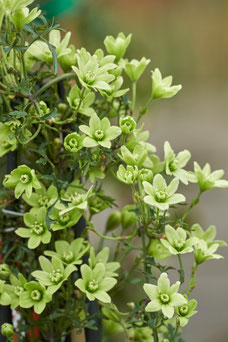 Clematis 'Pixie'