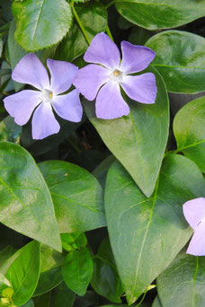 Vinca major