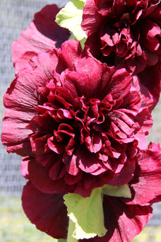 Alcea rosea 'Pleniflora'