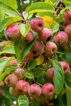 Malus 'Evereste'