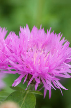 Centraurea hypoleuca 'John Coutts'