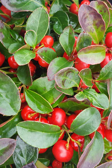 Gaultheria procumbens