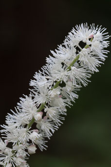 Cimicifuga simplex 'White Pearl'