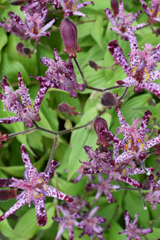 Tricyrtis hirta 'Taiwan Adbane'