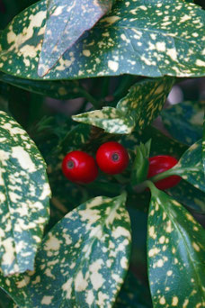 Aucuba japonica 'Variegata'