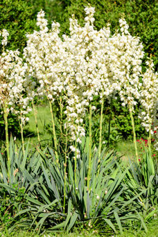 Yucca filamentosa