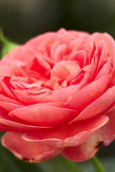 Rosa 'Abraham Darby'