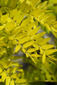 Gleditsia triaconthos 'Sunburst'