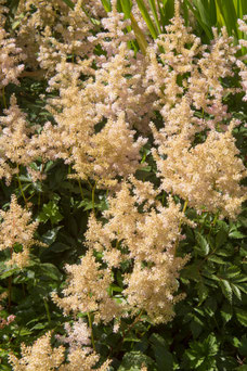 Astilbe 'Europa'